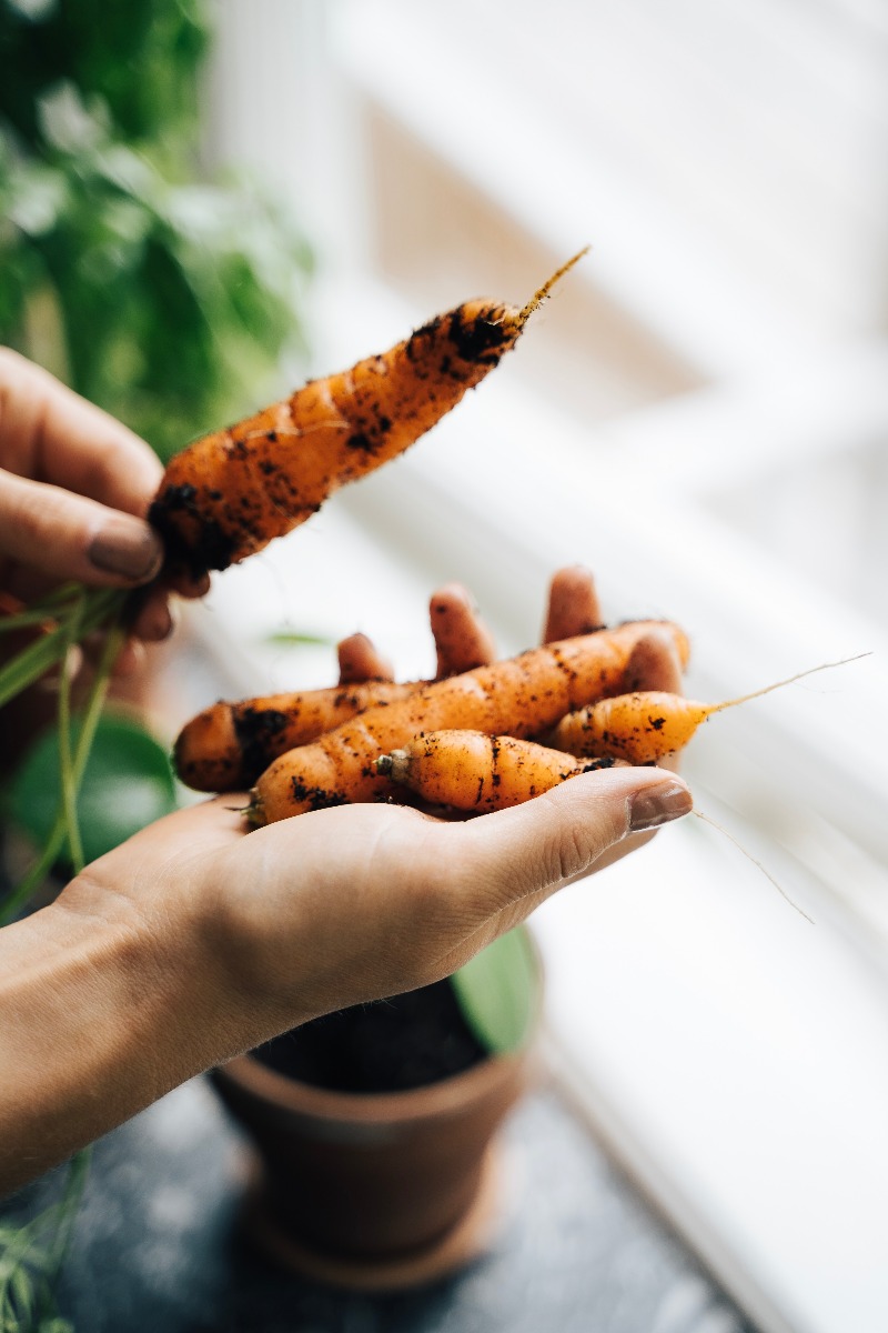 dirty carrots being washed